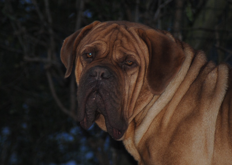 Les Dogue de Bordeaux de l'affixe Natisto's