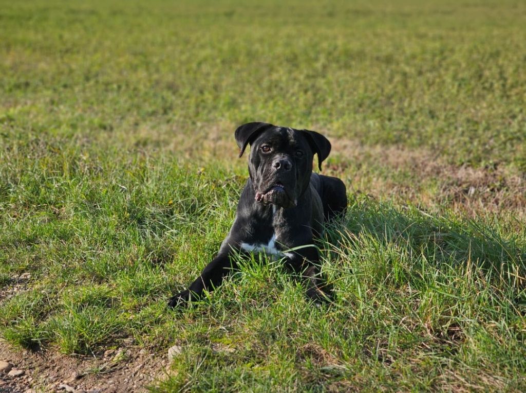 Les Cane Corso de l'affixe Natisto's